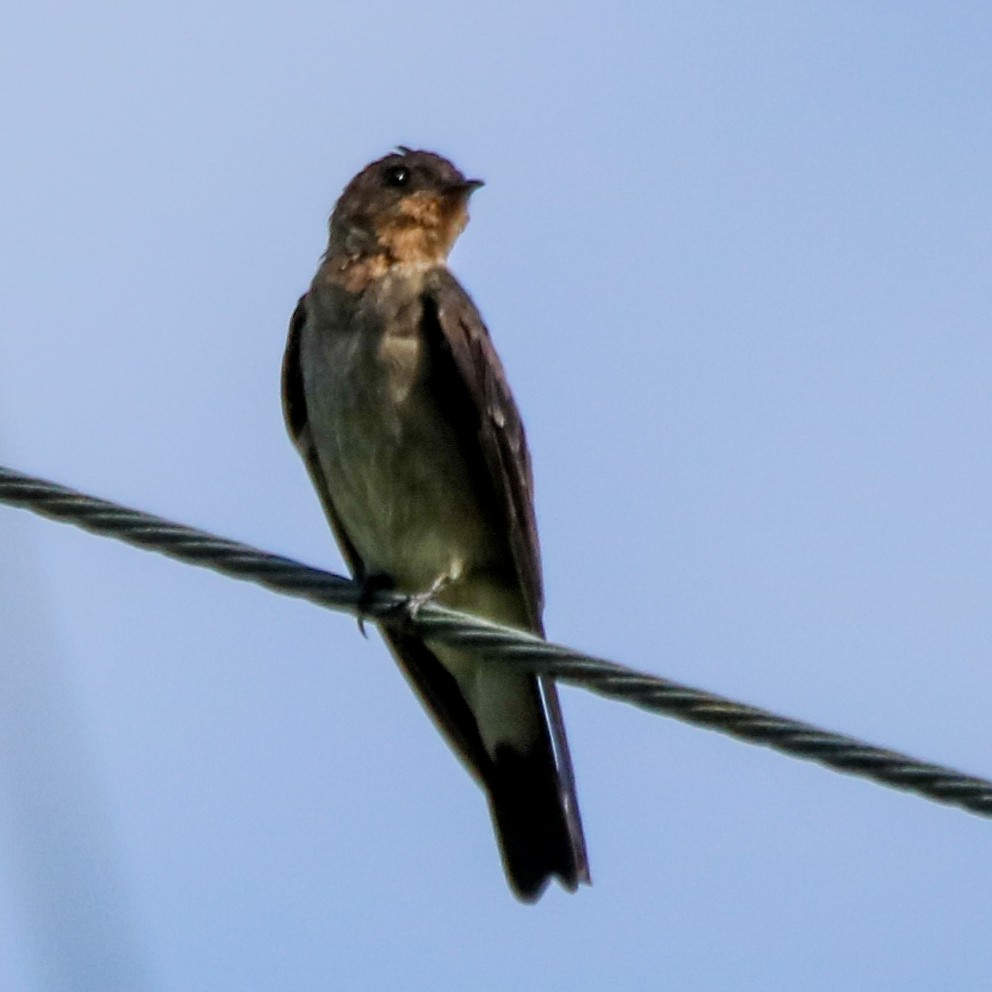 Southern Rough-winged Swallow - ML638844454