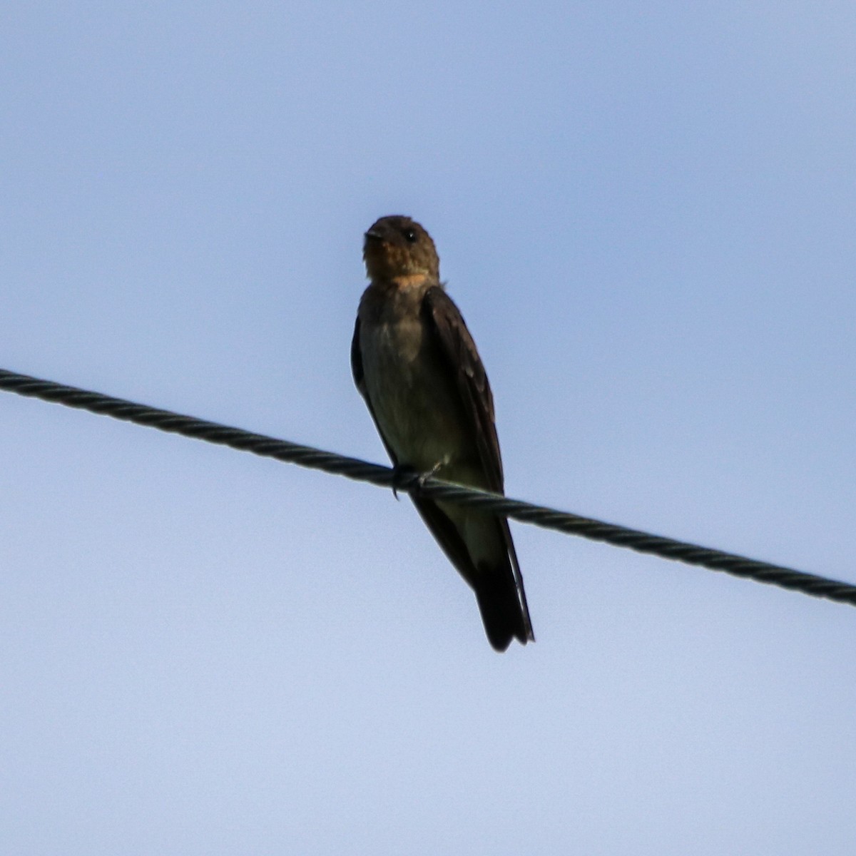 Southern Rough-winged Swallow - ML638844455