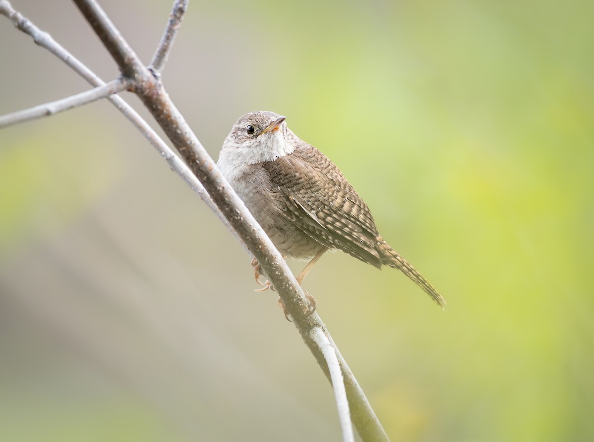 Northern House Wren - ML638844471