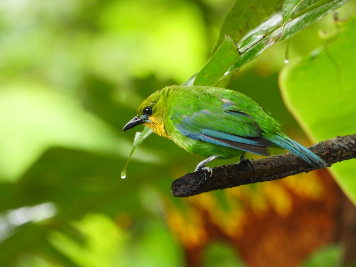 Yellow-throated Leafbird - ML638844560