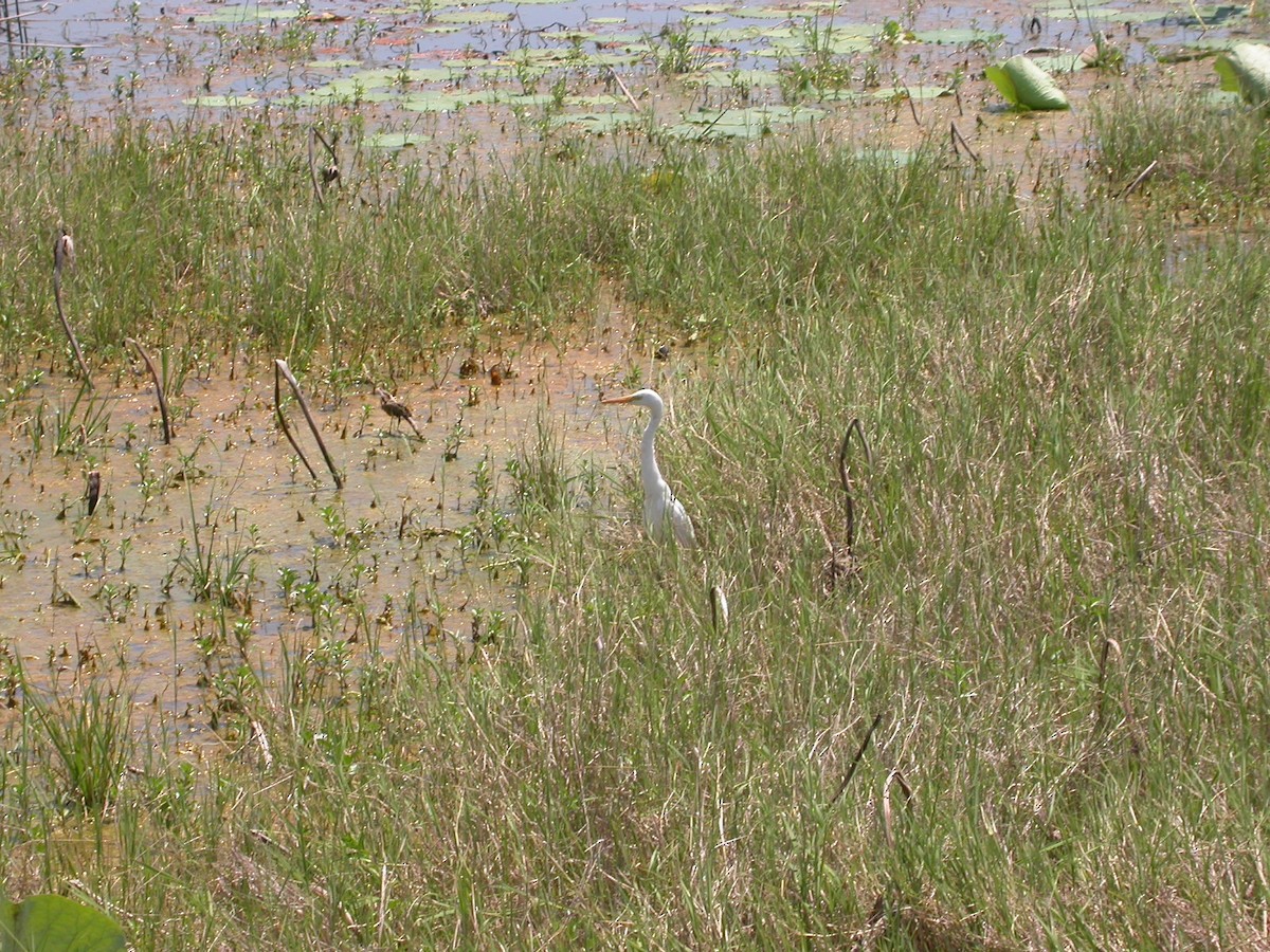 Plumed Egret - ML638844567