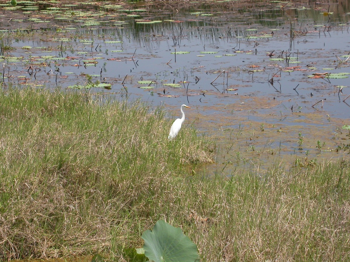 Plumed Egret - ML638844569