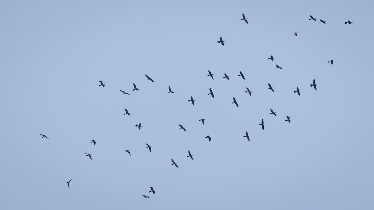 Anhinga - ML638844574