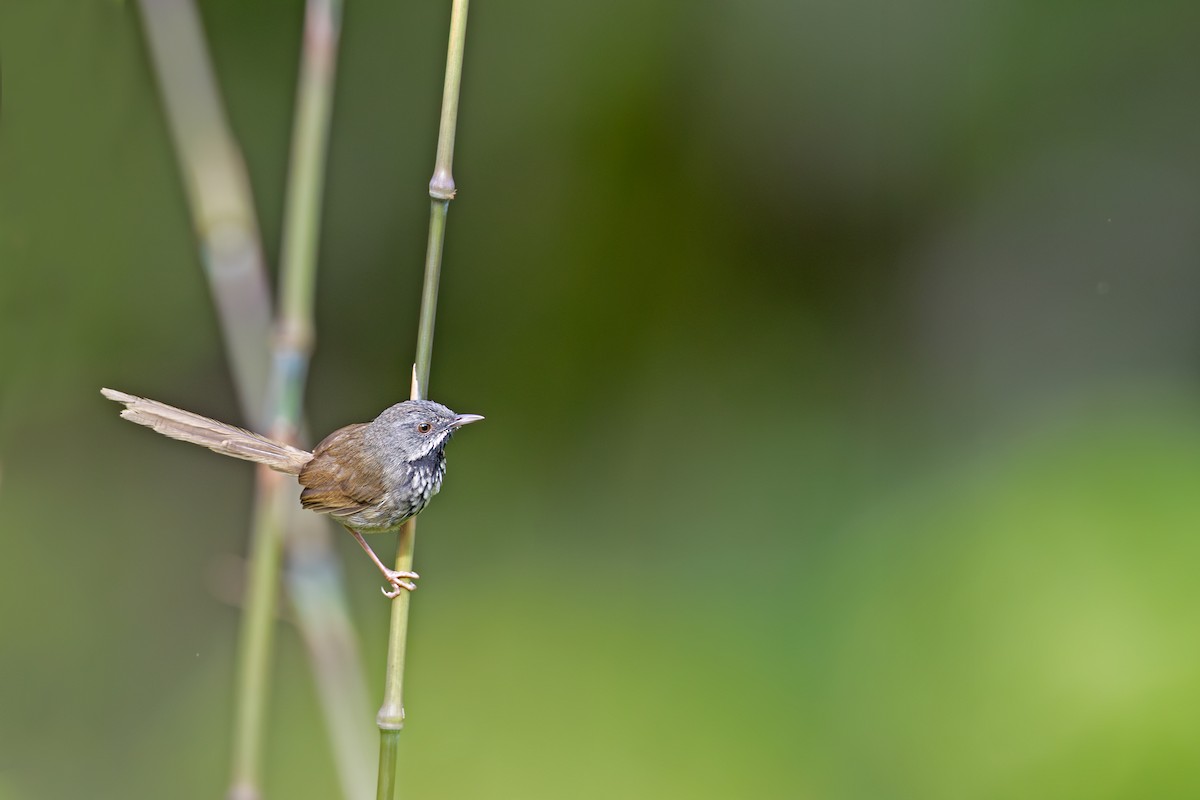 Black-throated Prinia - ML638844576