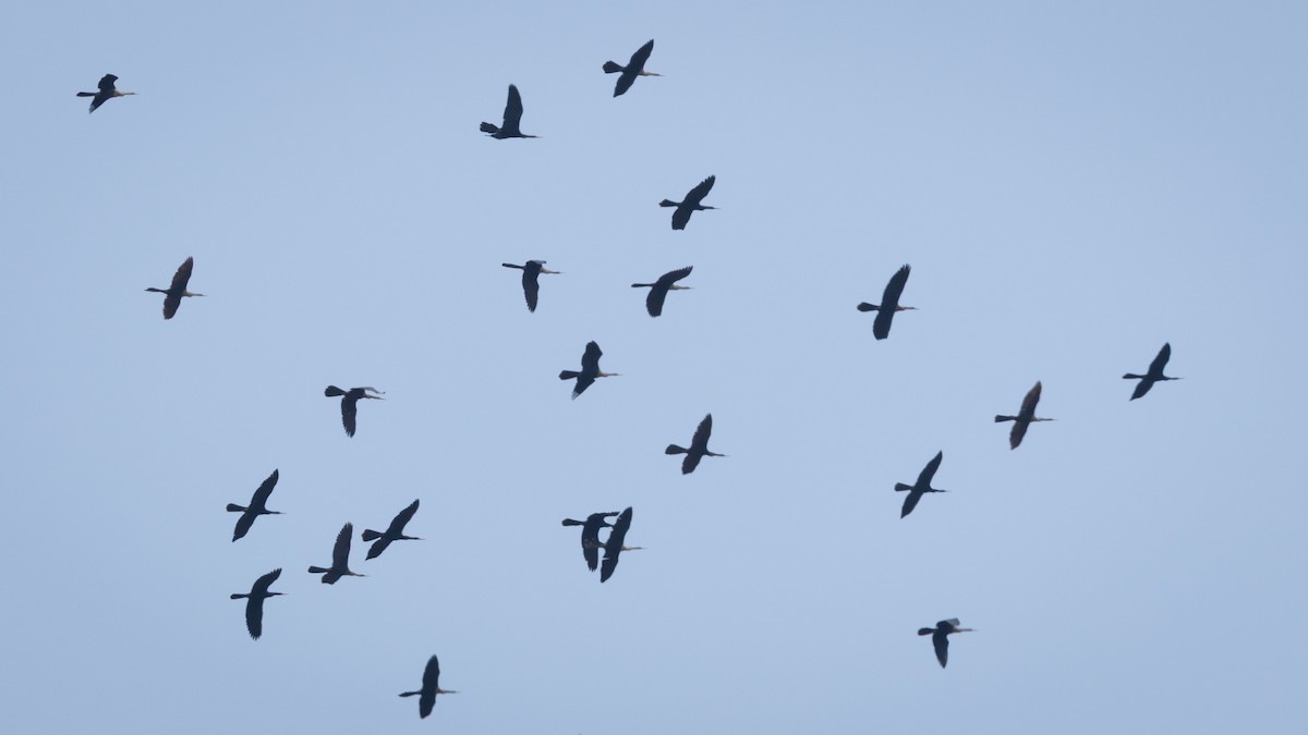 Anhinga - ML638844629