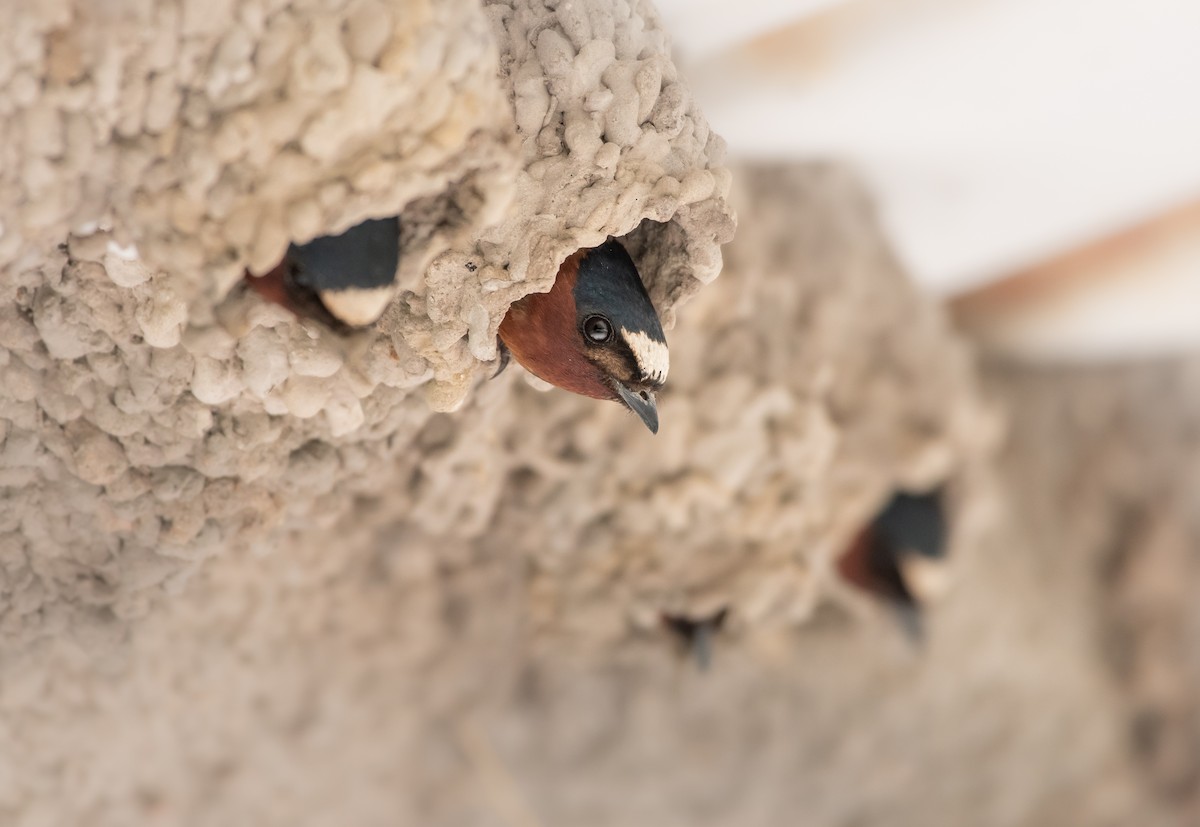 Cliff Swallow - ML638844664