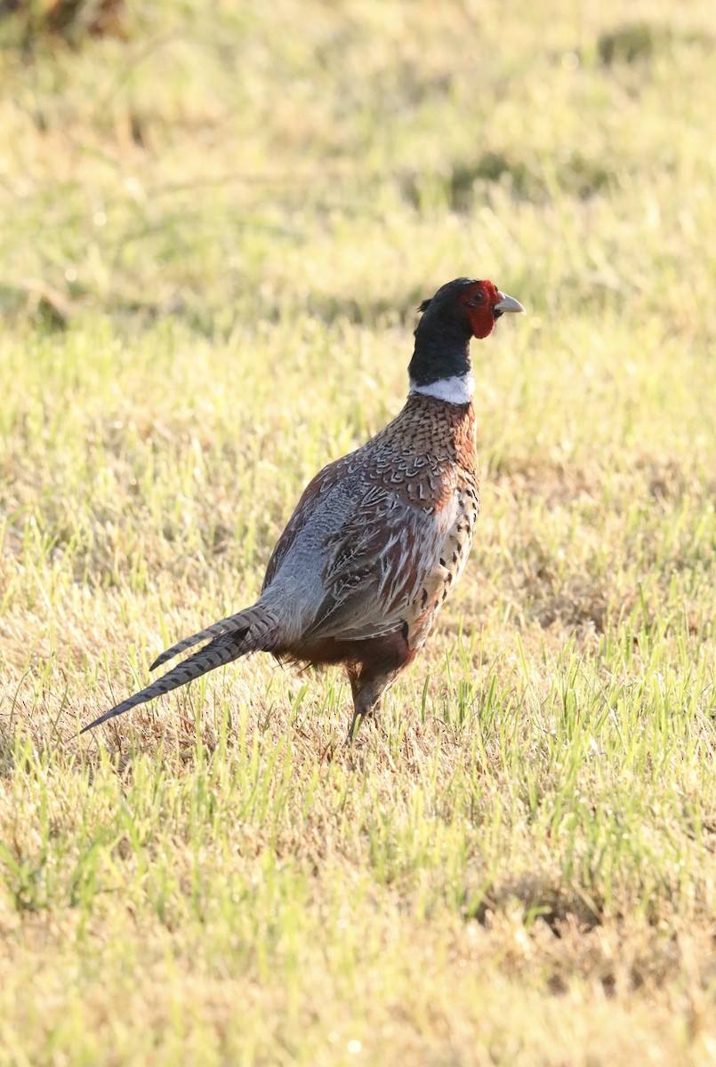 Ring-necked Pheasant - ML638844682