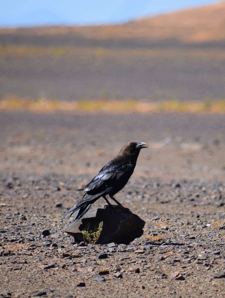 Brown-necked Raven - ML638844694