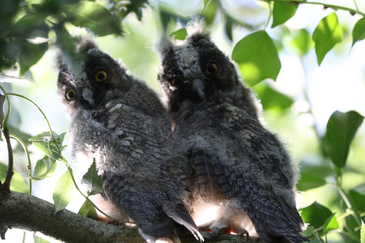 Long-eared Owl - ML638844701