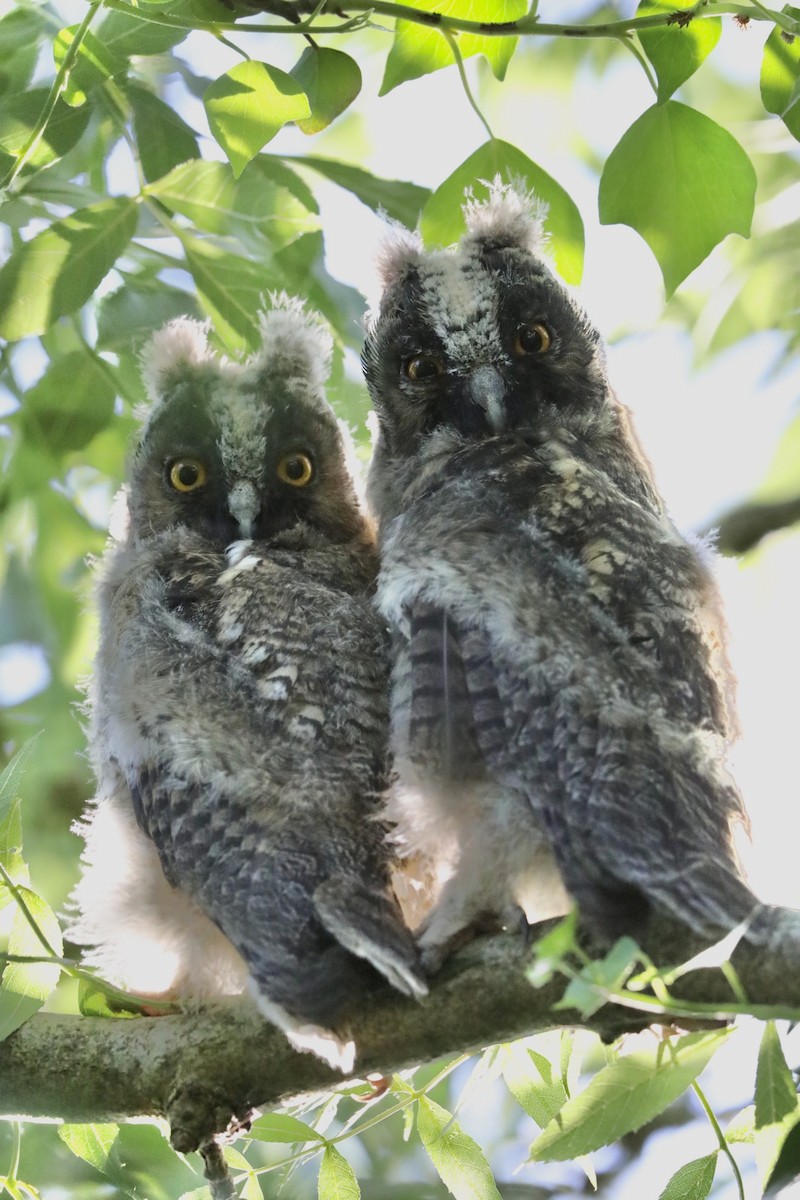 Long-eared Owl - ML638844702
