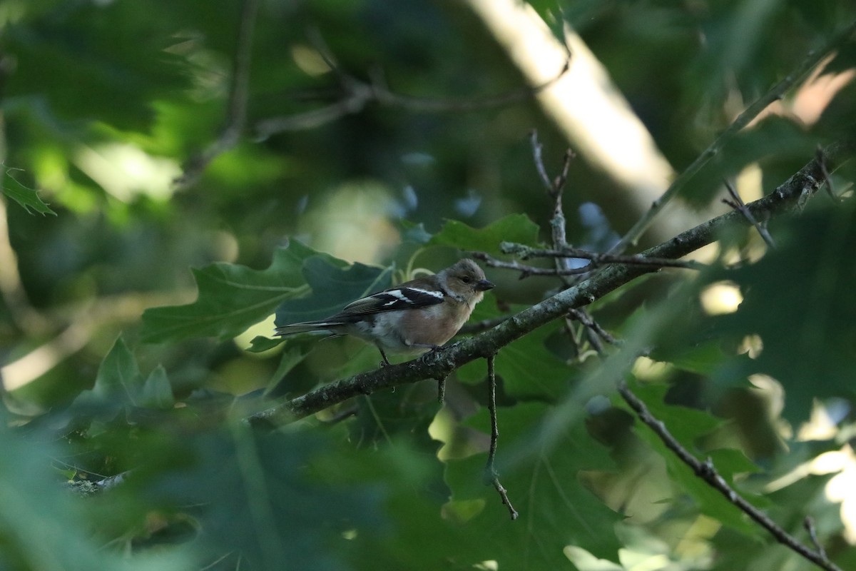Common Chaffinch - ML638844717