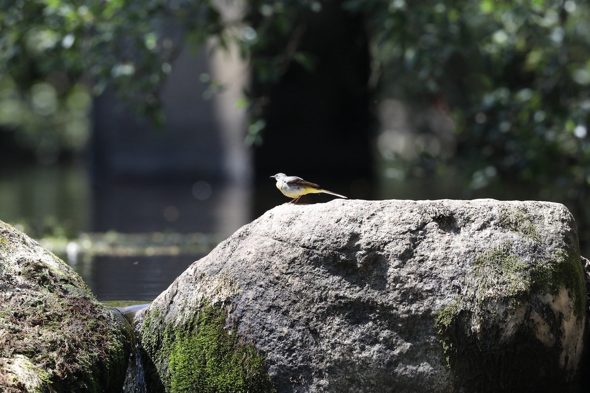 Gray Wagtail - ML638844730