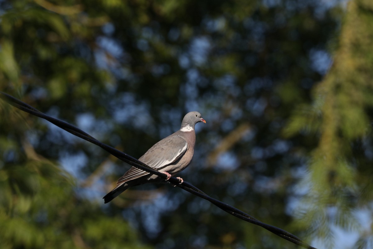 Common Wood-Pigeon - ML638844740