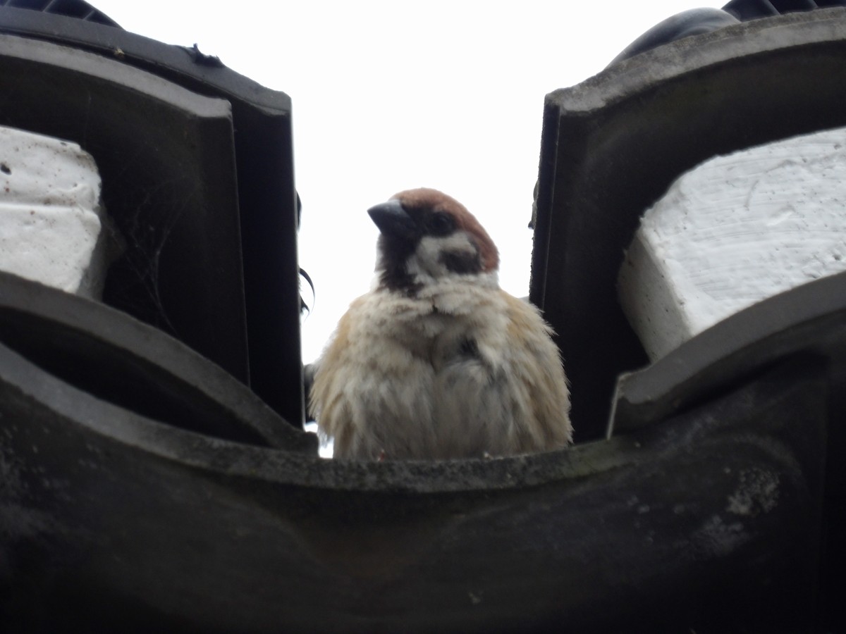 Eurasian Tree Sparrow - ML638844753