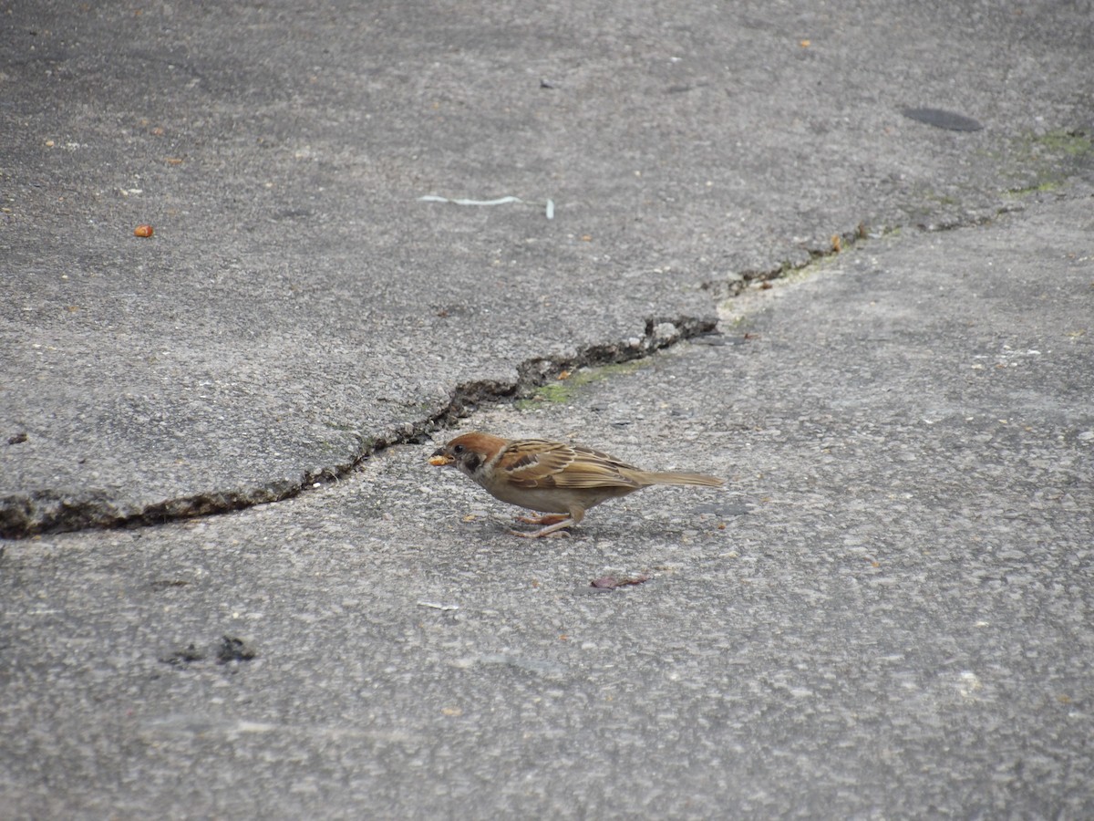 Eurasian Tree Sparrow - ML638844754