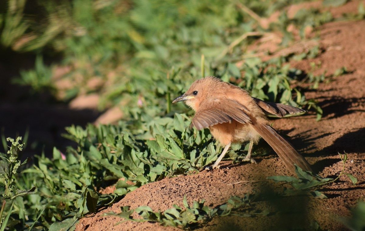 Fulvous Chatterer - ML638844762