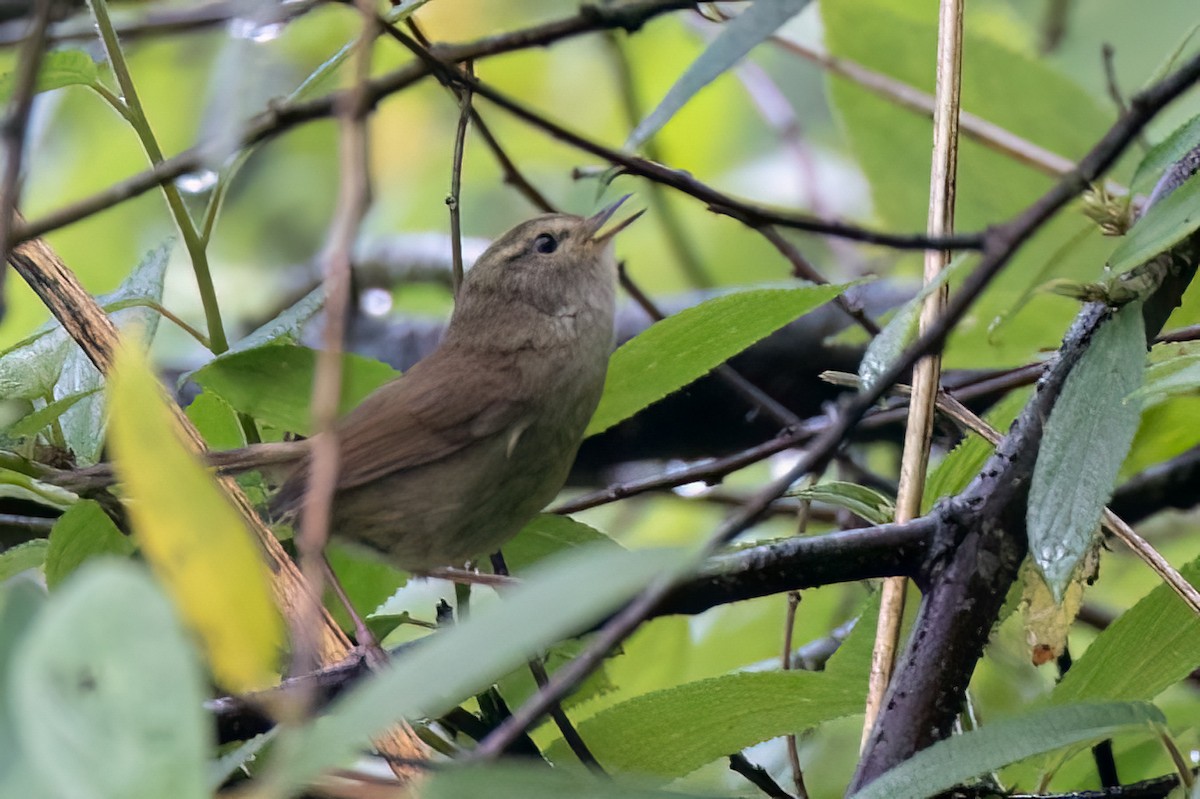 Brownish-flanked Bush Warbler - ML638844791