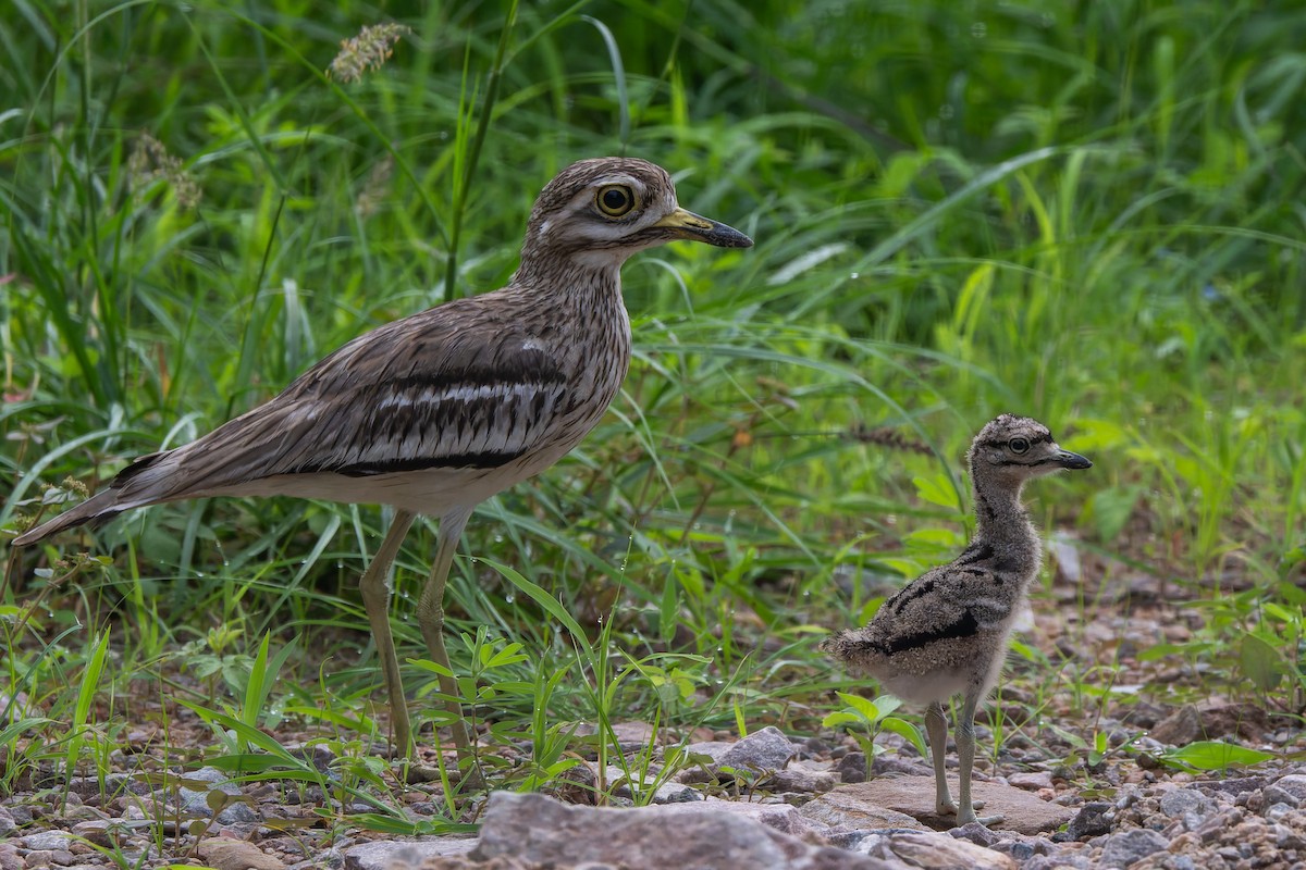 Indian Thick-knee - ML638844866