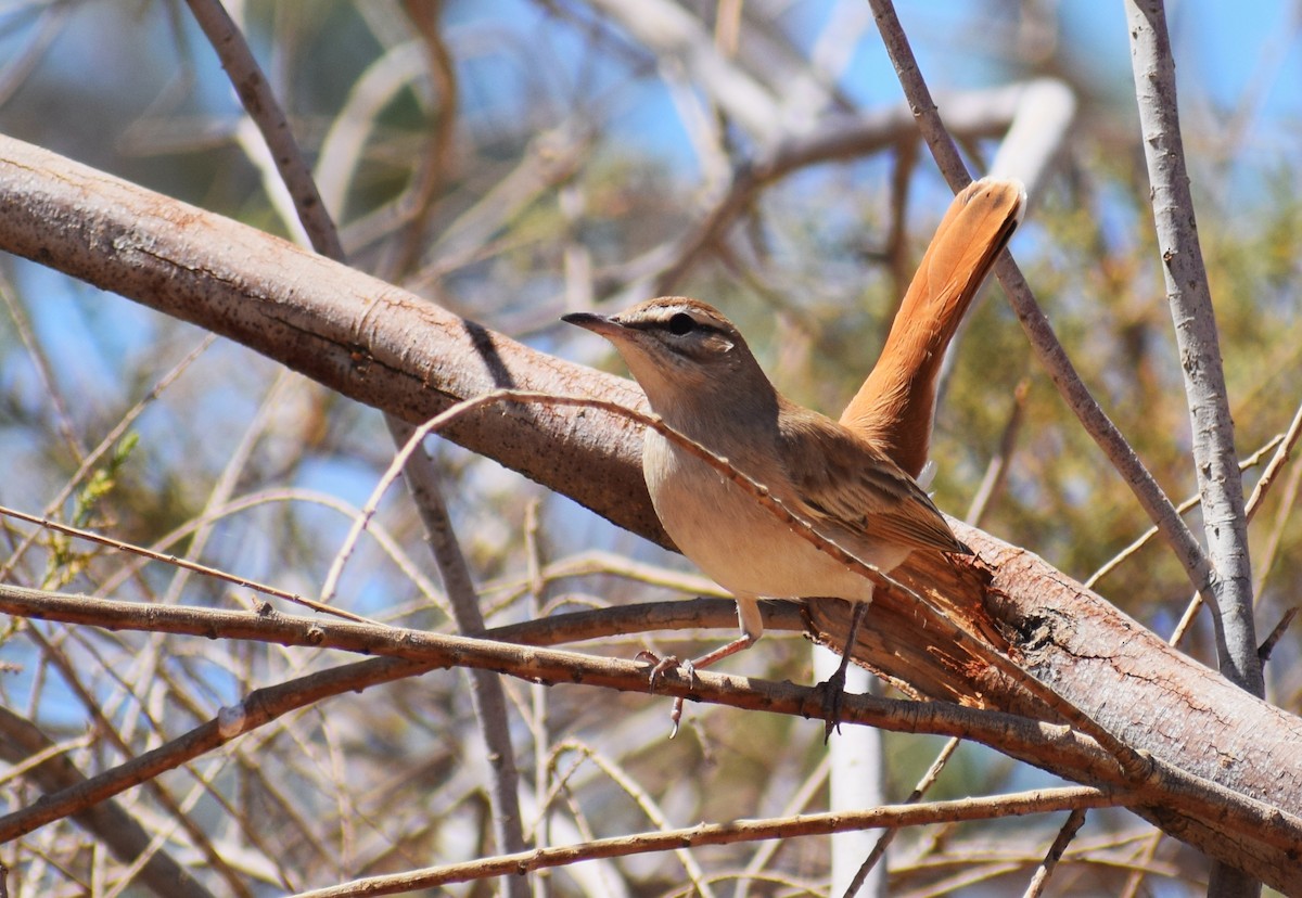 Rufous-tailed Scrub-Robin (Rufous-tailed) - ML638844902