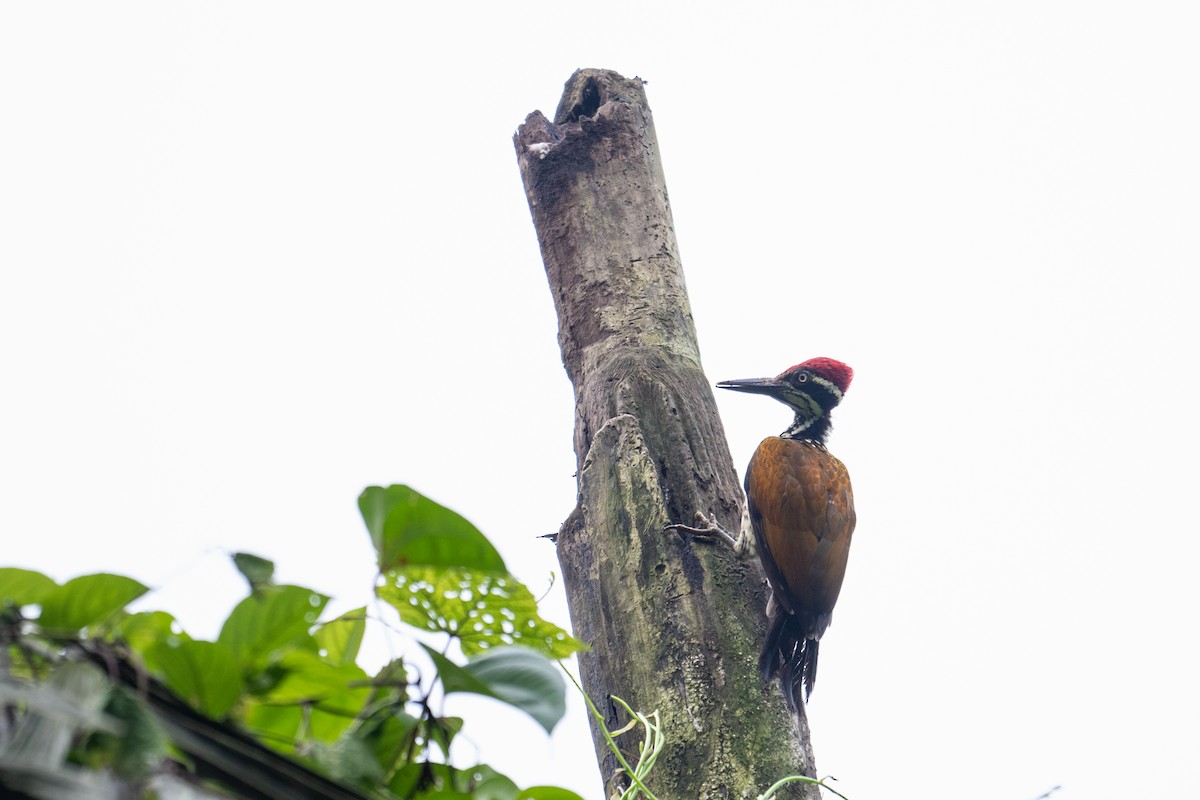 Malabar Flameback - ML638845019