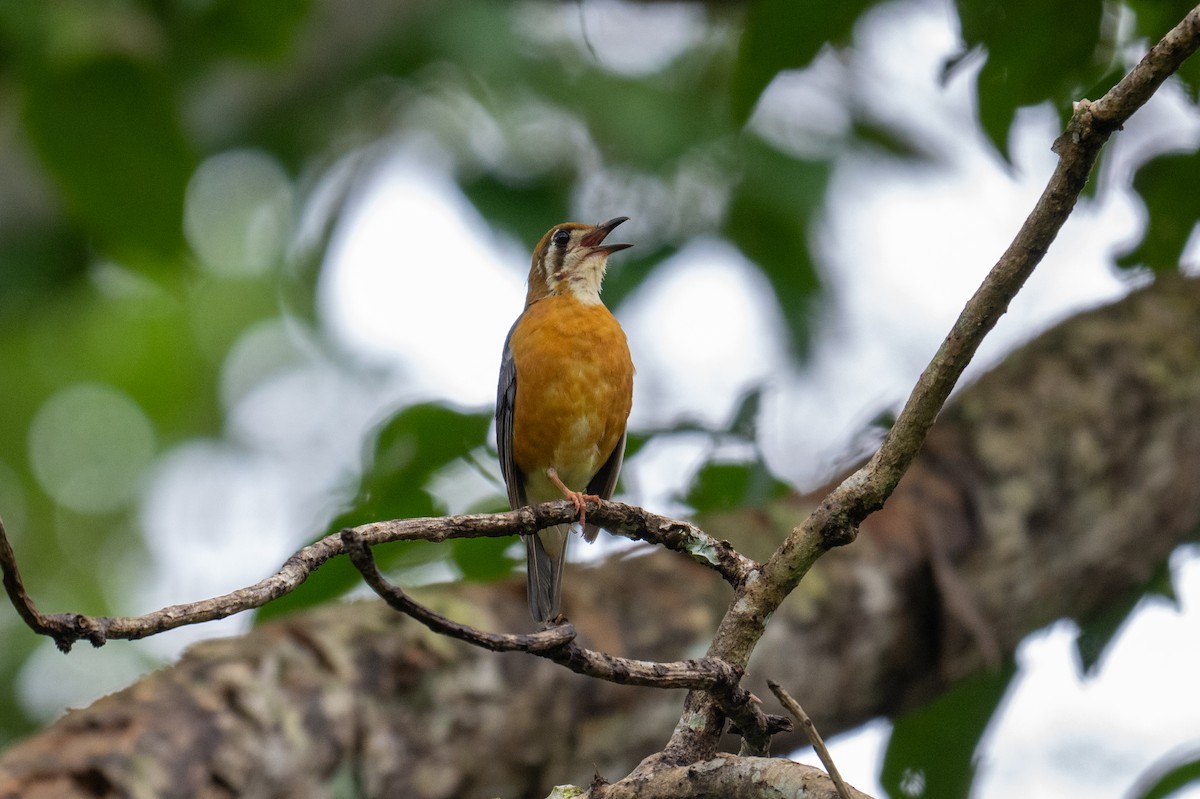 Orange-headed Thrush - ML638845032