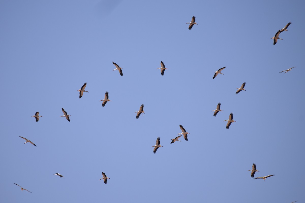 White Stork - ML638845068