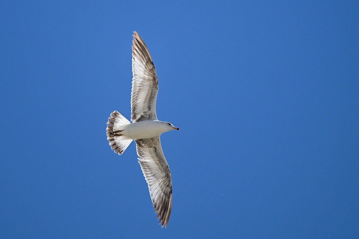 Ring-billed Gull - ML638845081