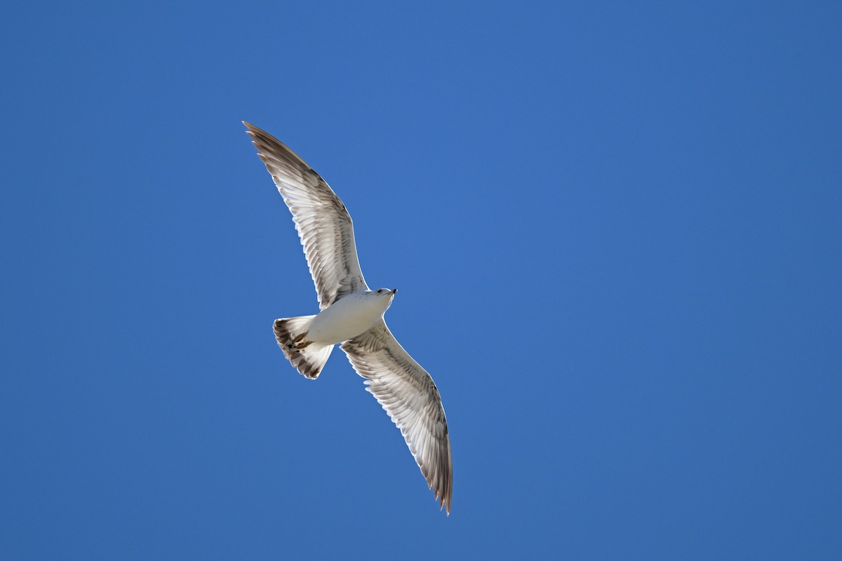 Ring-billed Gull - ML638845082