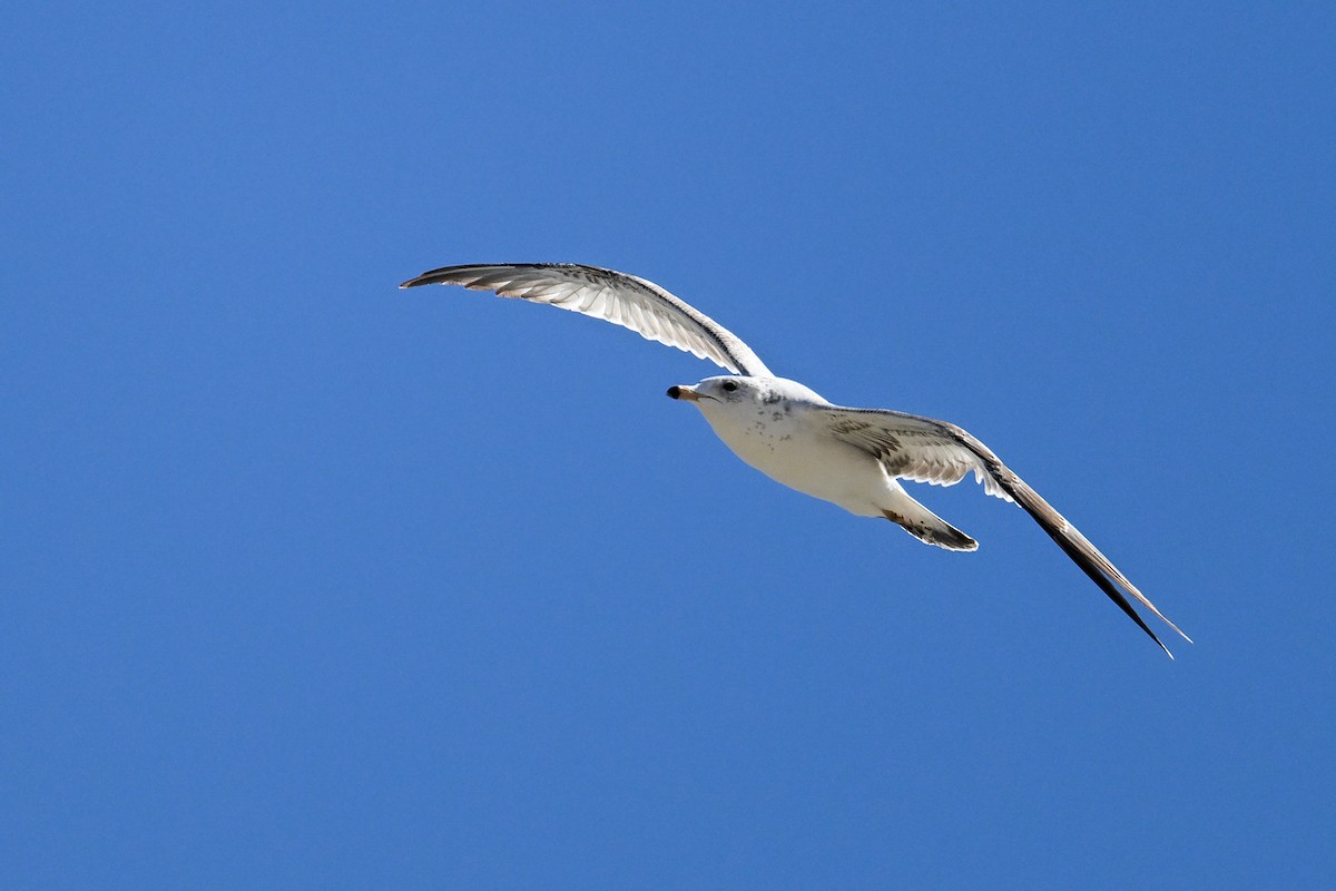 Ring-billed Gull - ML638845083