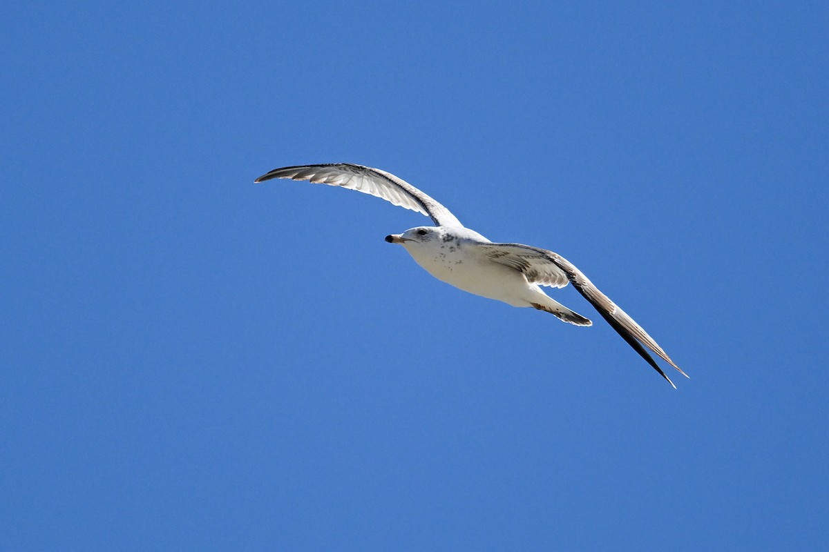 Ring-billed Gull - ML638845086