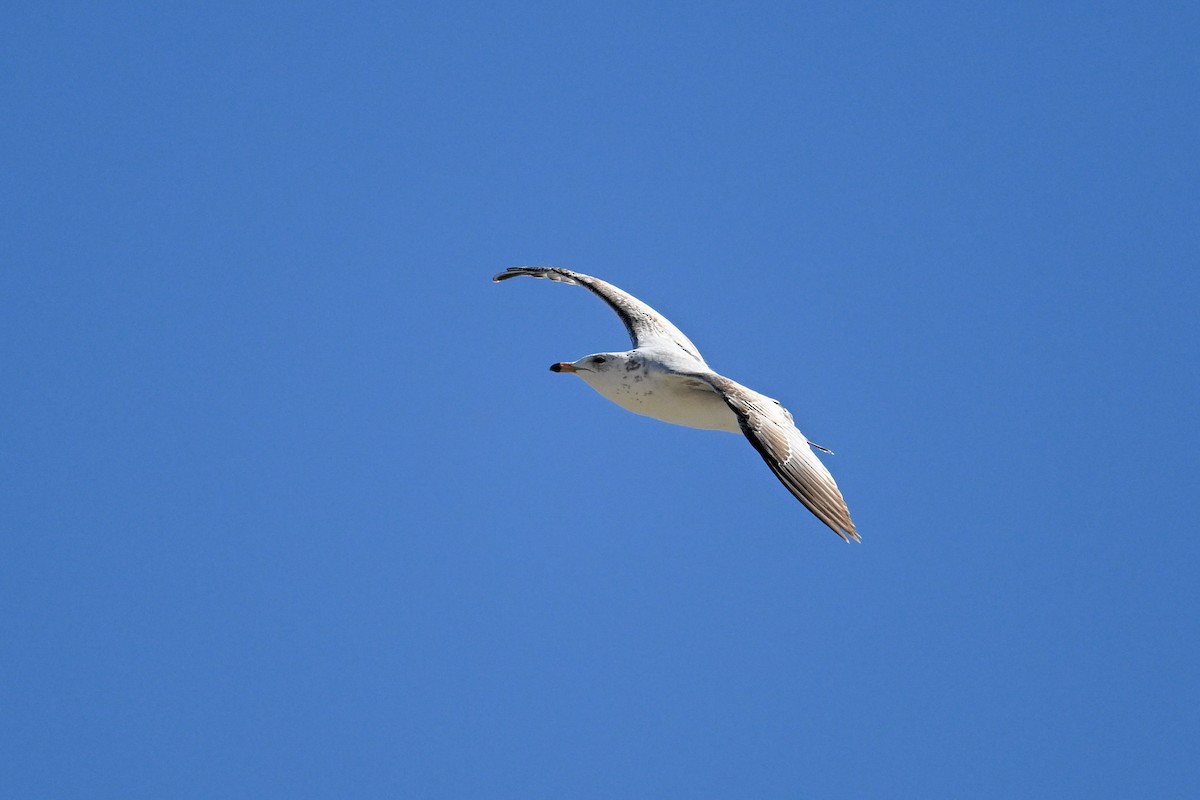 Ring-billed Gull - ML638845087