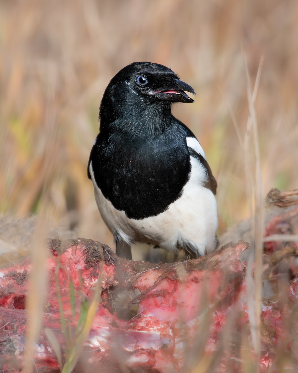 Black-billed Magpie - ML638845090