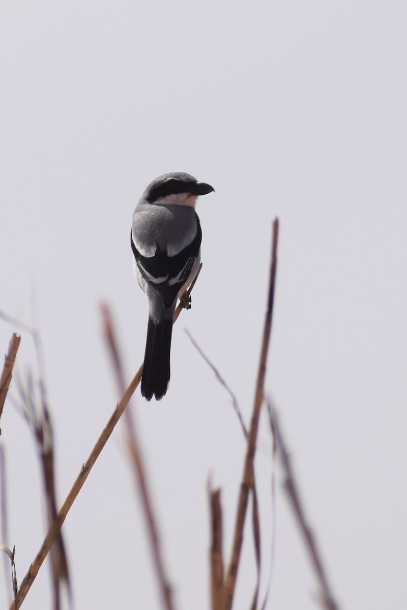 Great Gray Shrike (Sahara) - ML638845102