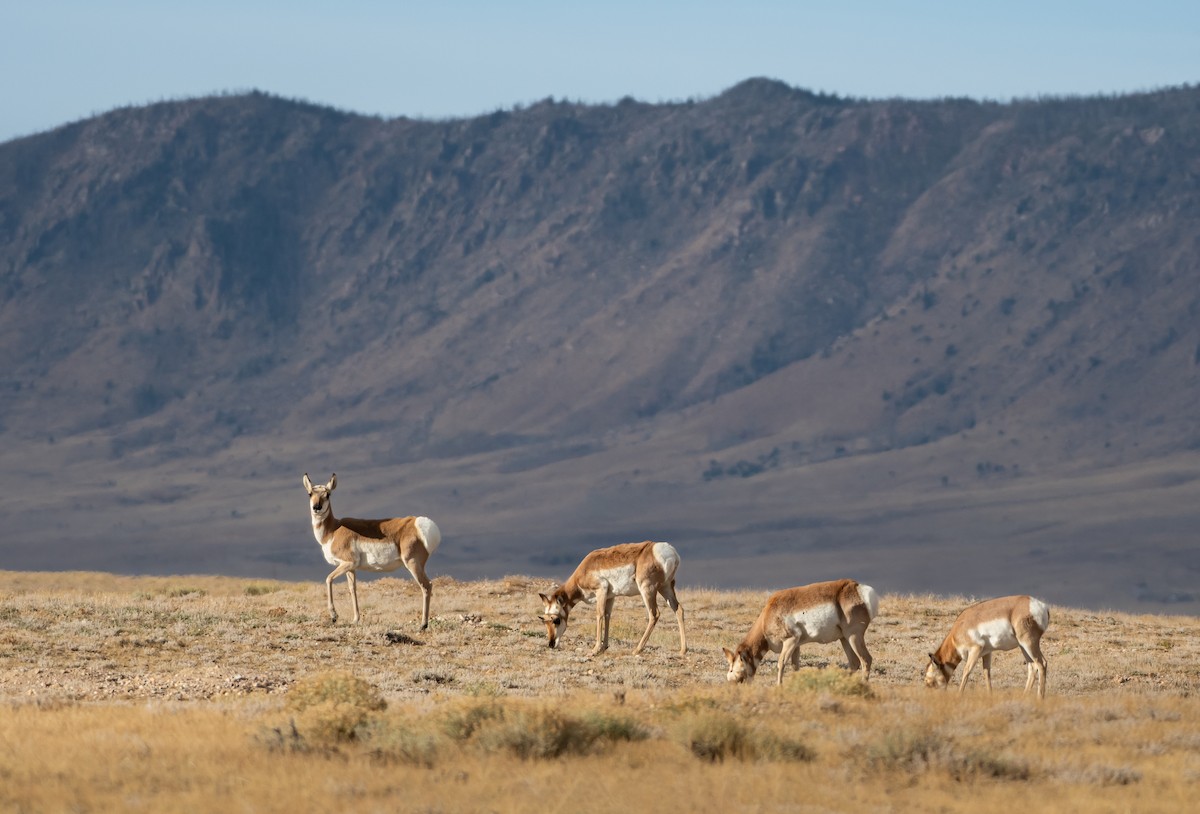 American Pronghorn - ML638845112