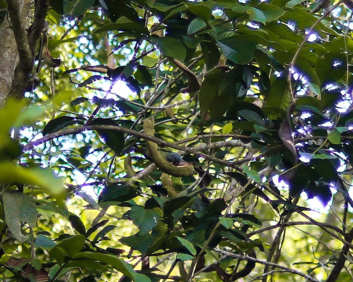 Blue-headed Parrot - ML638845120