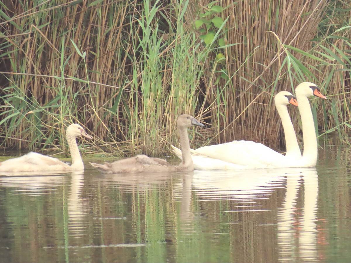 Cygne tuberculé - ML638845262