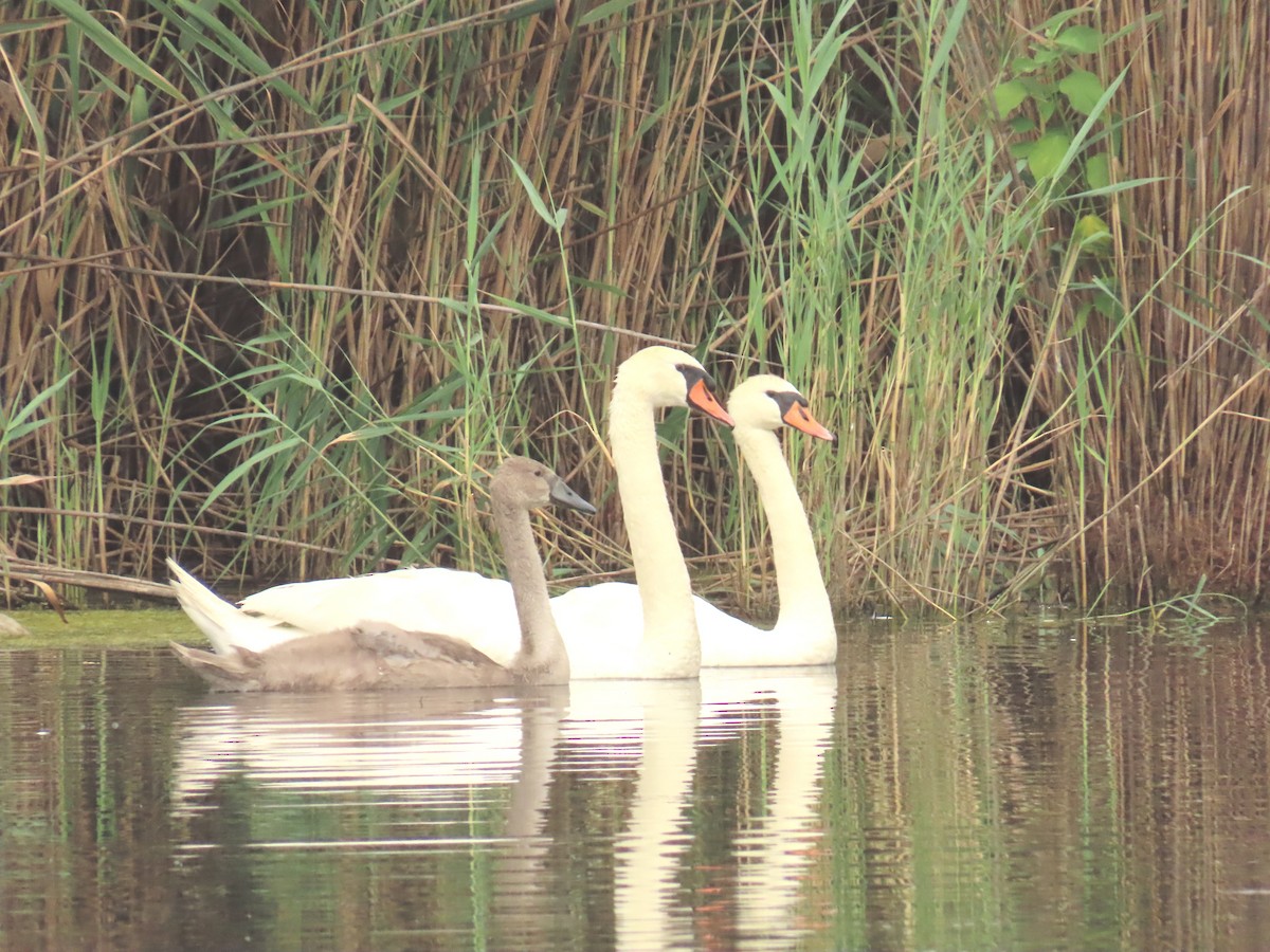 Cygne tuberculé - ML638845263