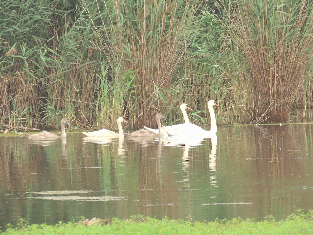 Cygne tuberculé - ML638845264