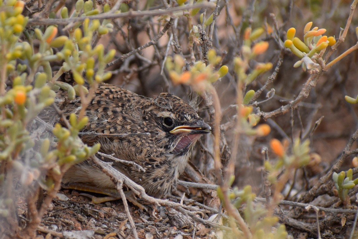 Thekla's Lark - ML638845276