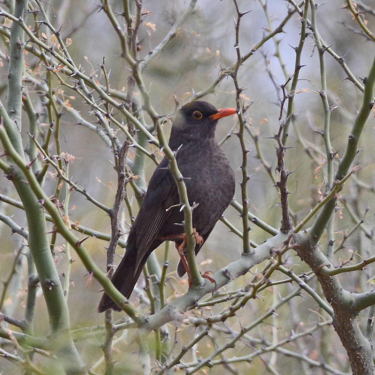 Chiguanco Thrush - ML638845308