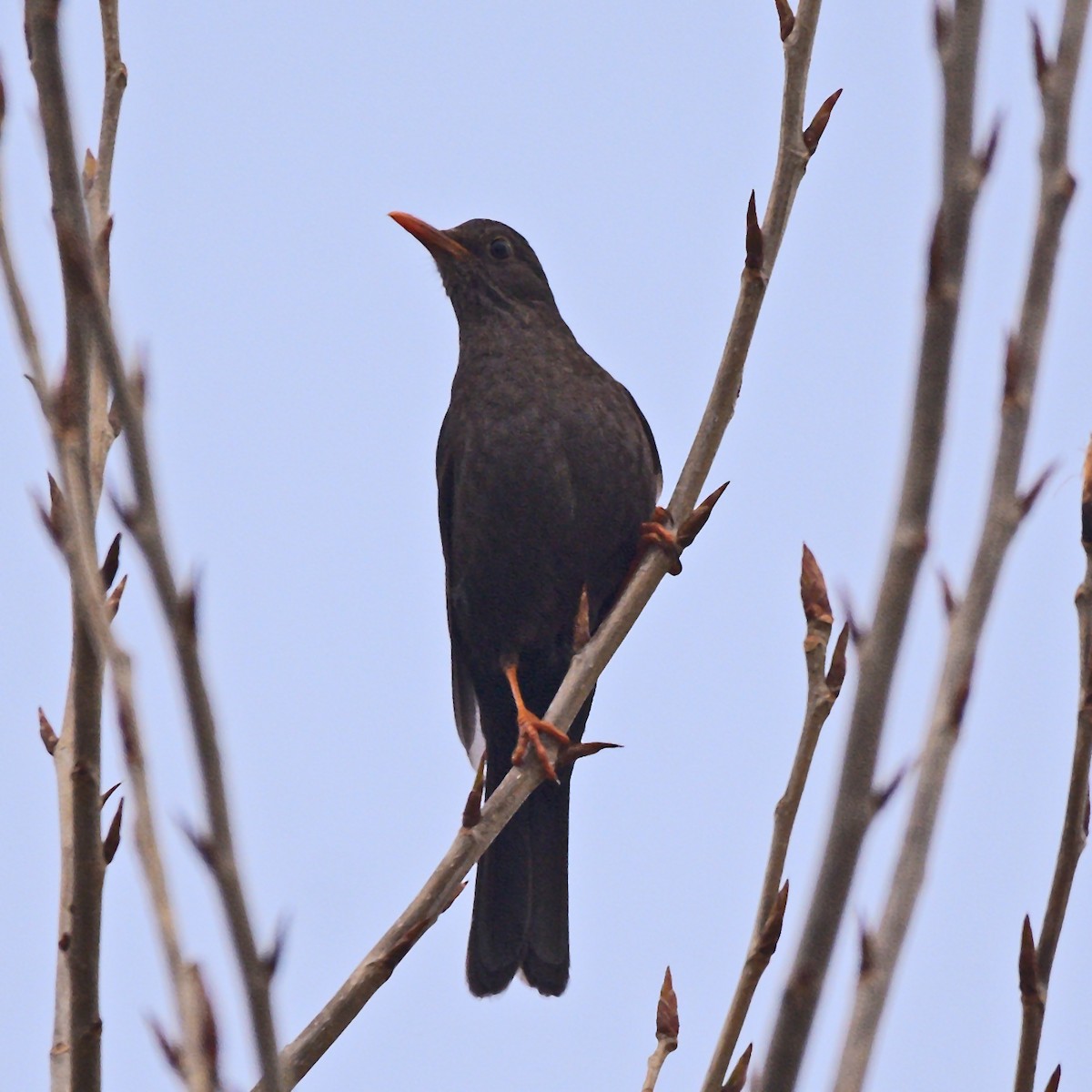 Chiguanco Thrush - ML638845309