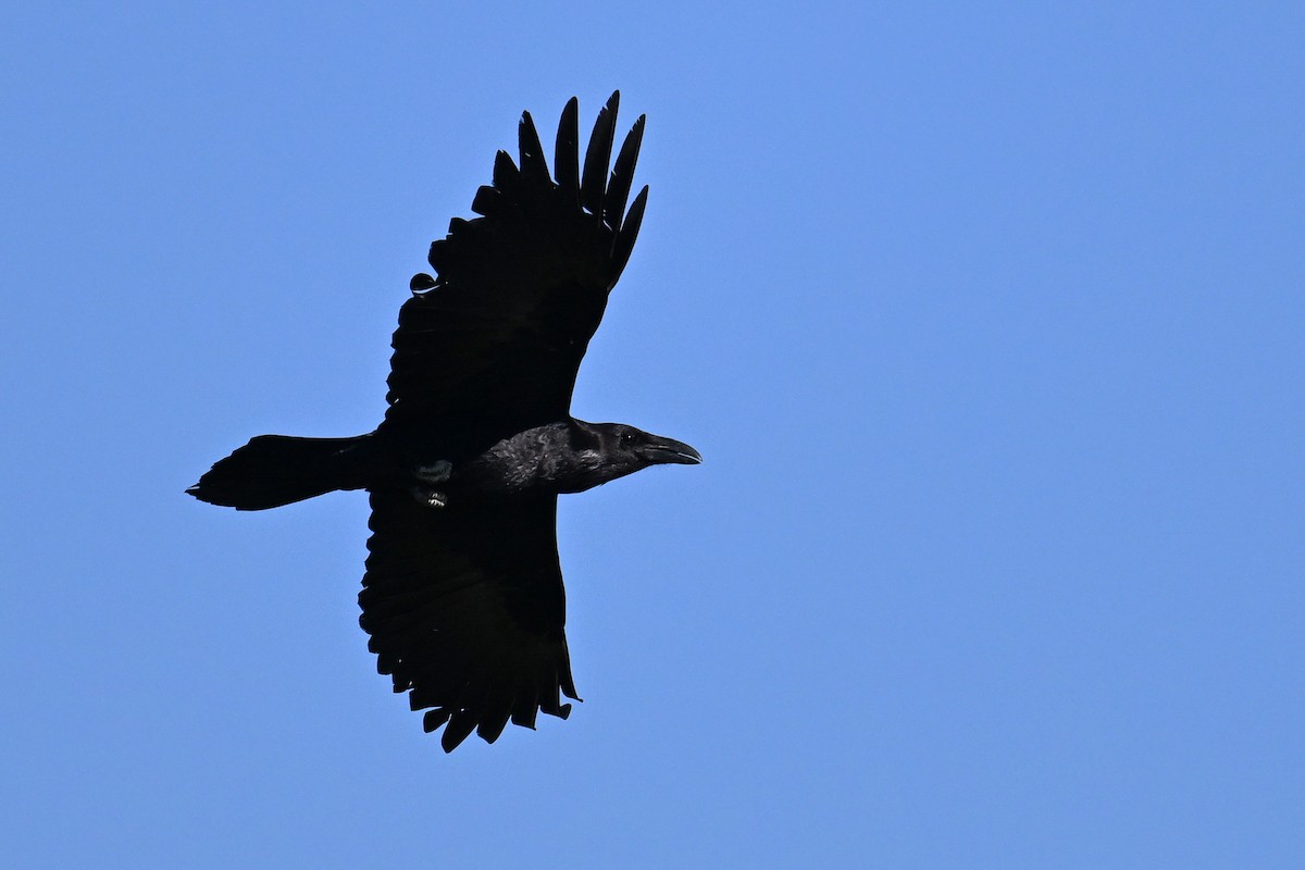 Great-tailed Grackle - ML638845347