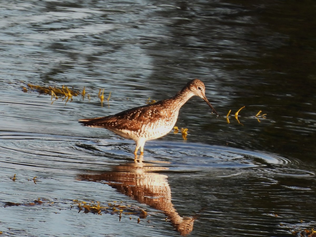 Greater Yellowlegs - ML638845391