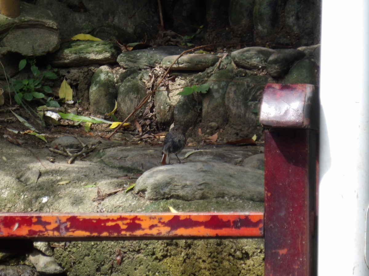 Plumbeous Redstart - ML638845404