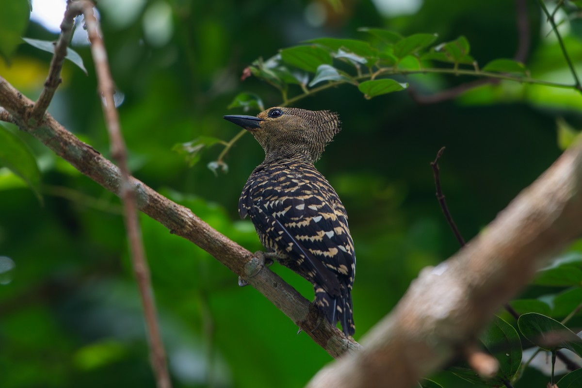 Buff-rumped Woodpecker - ML638845456