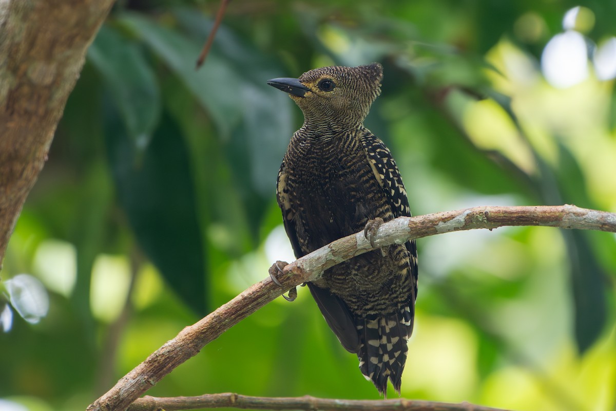 Buff-rumped Woodpecker - ML638845457