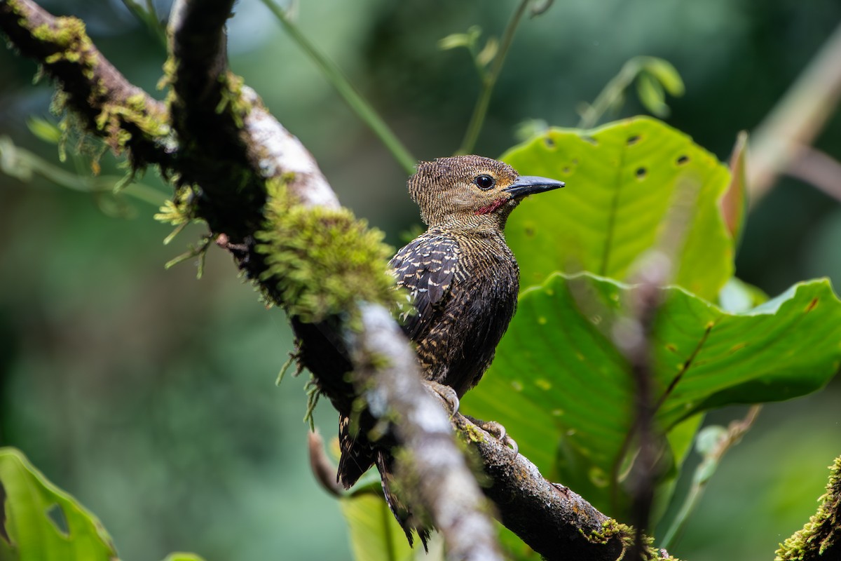 Buff-rumped Woodpecker - ML638845458