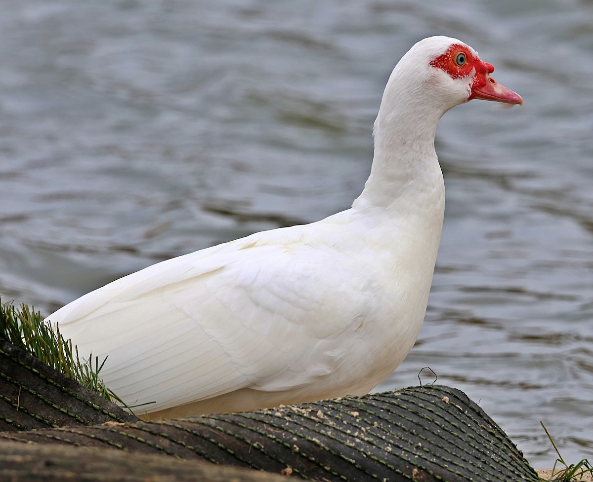 Muscovy Duck (Domestic type) - ML638845507