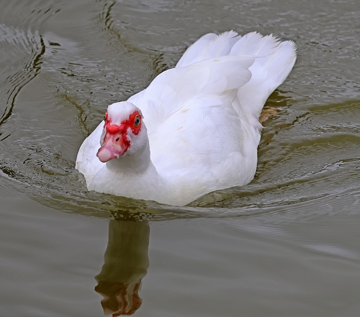 Muscovy Duck (Domestic type) - ML638845508