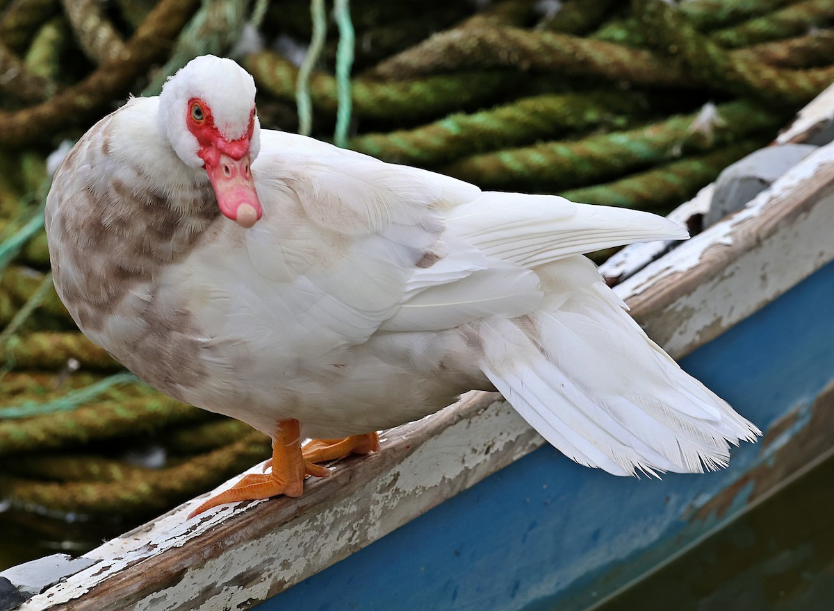 Muscovy Duck (Domestic type) - ML638845509